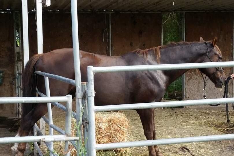 Rancho Adobe firefighters rescued a horse, which became pinned in a corral fencing, on Monday, May 9, 2016. (WWW.FACEBOOK.COM)