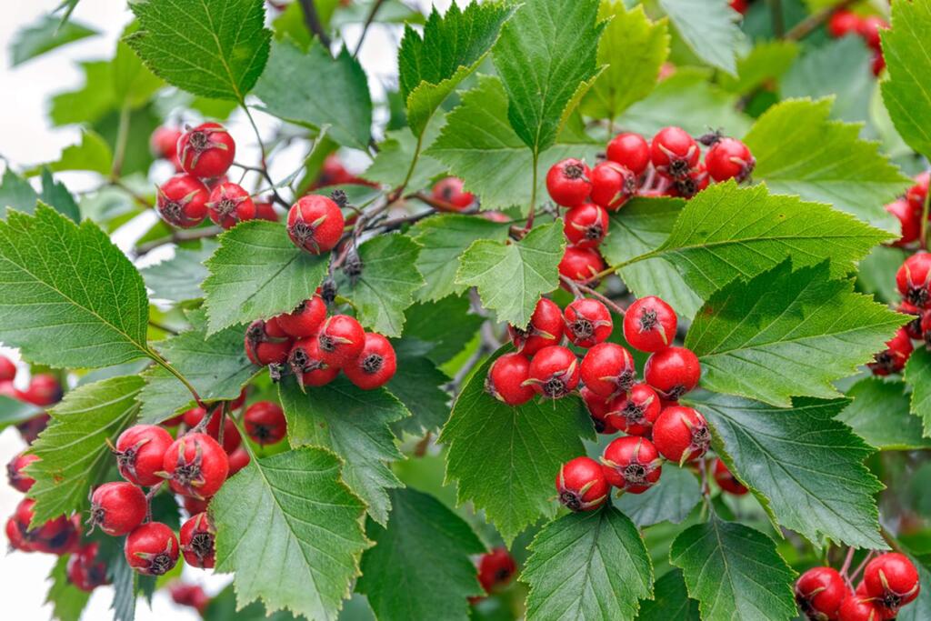 CedarEnglish hawthorn is a well-behaved tree with a showy display of small flowers in the spring and nutritious red berries in the winter that birds love. (shutterstock)