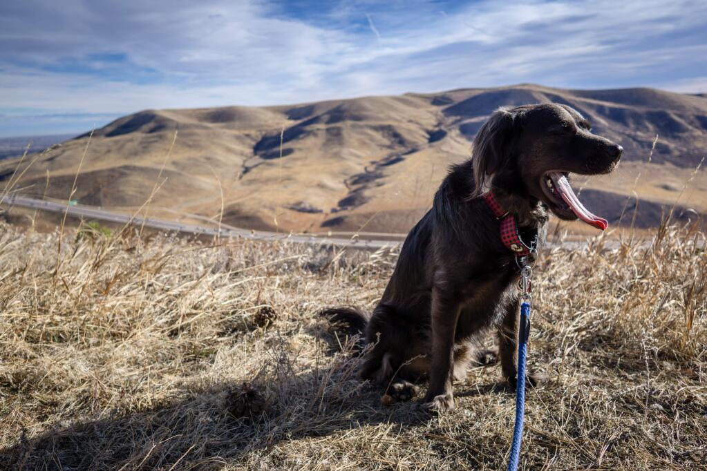 A new hiking series for dogs will have pet owners panting for more.