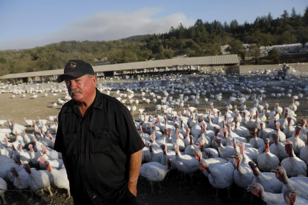 Willie Benedetti, owner of Willie Bird Turkeys, at his farm in Santa Rosa, on Sunday, Oct. 15, 2017.  (Beth Schlanker / The Press Democrat)