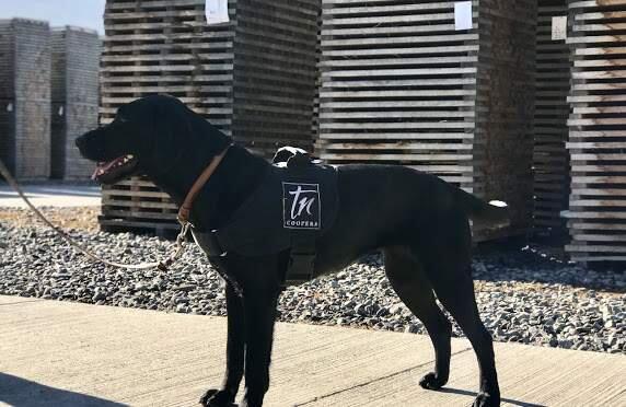 Zamba, a 2-year old black Labrador retriever, has been trained by TN Coopers of Chile to sniff out TCA contamination. (TN Cooper)