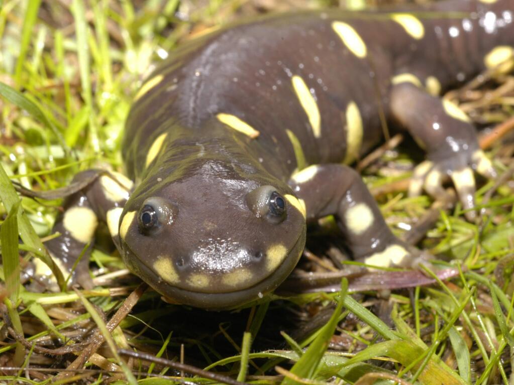 The California tiger salamander's habitat crosses 25 counties, from the Central Coast to Santa Rosa. (courtesy of U.S. Fish & Wildlife Service)