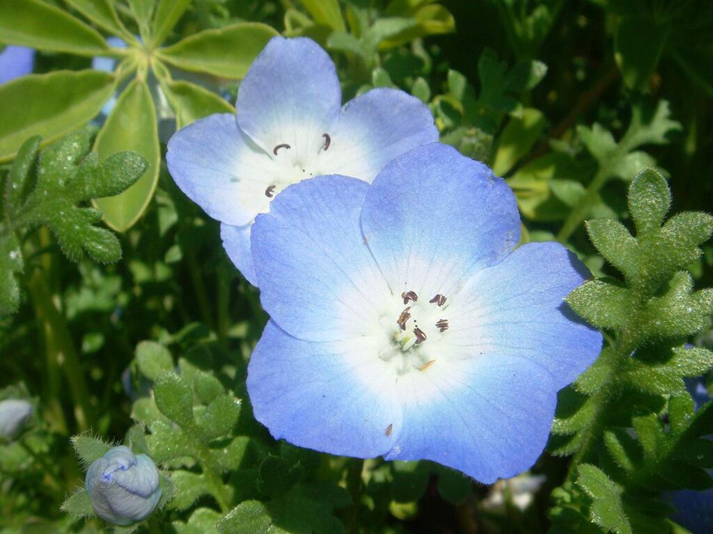 MiwasatoshiThe earliest bloomers in February and March are the low-growing baby blue eyes. (Nemophila menziesii).