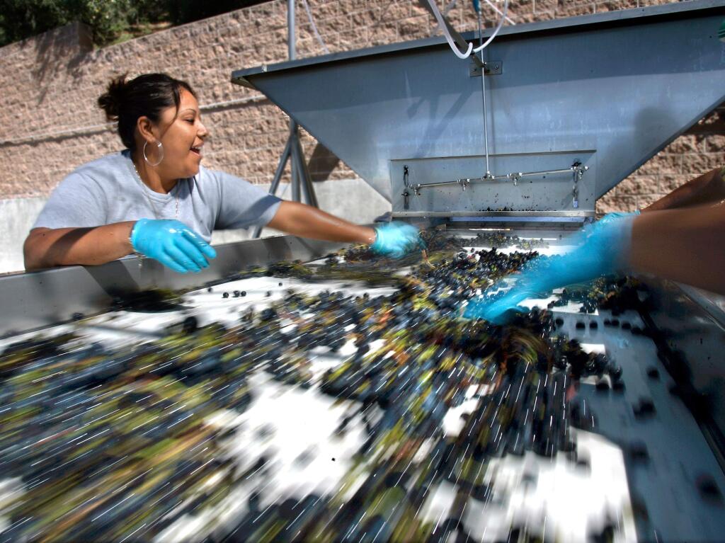 Juana Paniagua removes leaves and other debris from just picked merlot grapes at Matanzas Creek Winery on Monday morning.