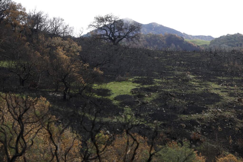 A fire damaged area at Sugarloaf Ridge State Park on Wednesday, January 10, 2018 in Kenwood, California . (BETH SCHLANKER/The Press Democrat)