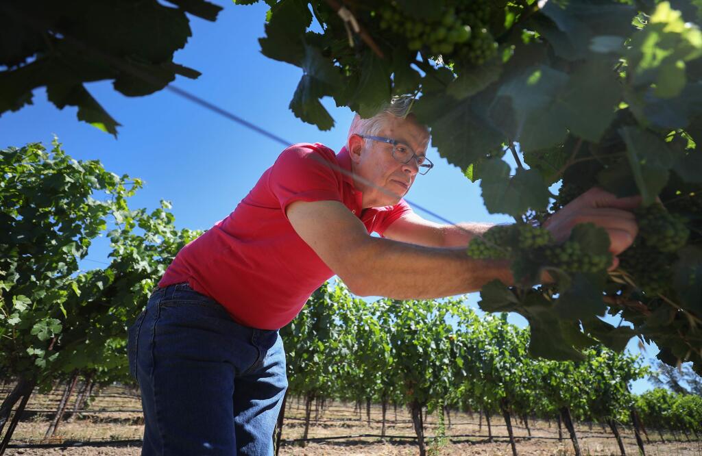 Adam Lee, founder of Clarice Wine Co., checks on sets in a block of pinot noir at Barbieri Vineyards in Santa Rosa in June 2020. Lee said with all eyes on Hurricane Hilary, he’s tracking the forecast through the National Oceanic and Atmospheric Administration. (Christopher Chung / The Press Democrat file)