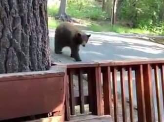 A screen shot from the video of a bear trying to get into a Lake Tahoe home. (GEORGE FOSTER/ TWITTER)