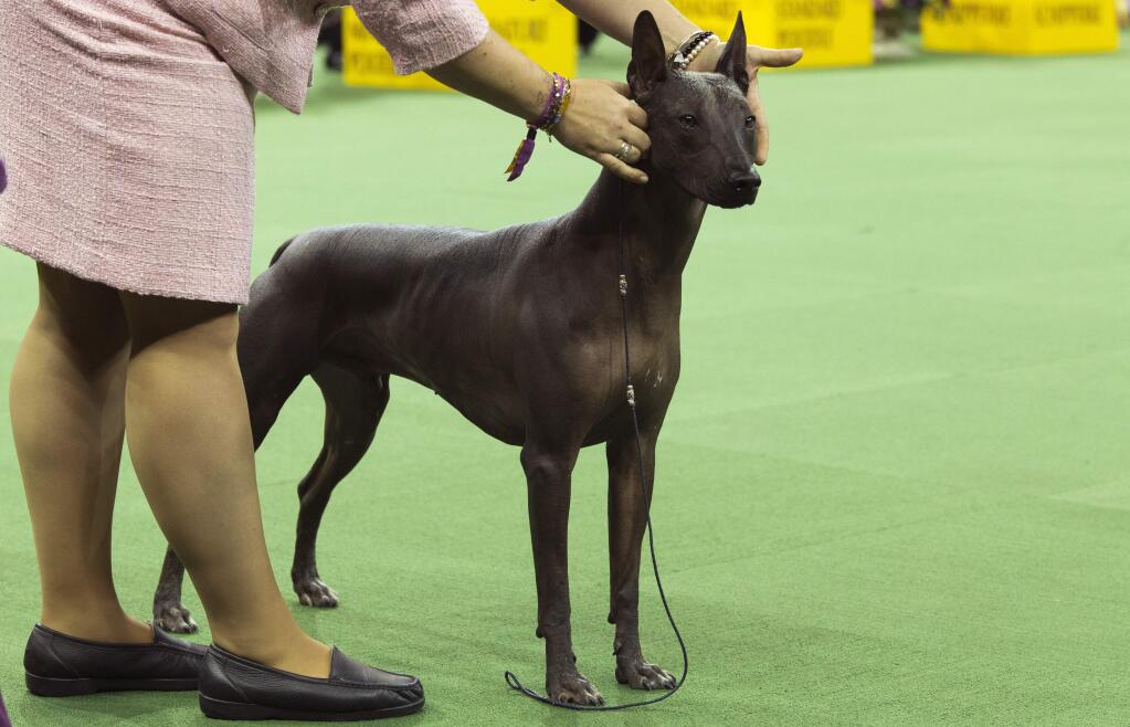 FILE - In this Feb. 15, 2016, file photo, a xoloitzcuintli is shown in the ring during the non-sporting group competition at the140th Westminster Kennel Club dog show, at Madison Square Garden in New York. A new study published Thursday, July 5, 2018, in the journal Science provides fresh evidence that the first dogs of North America all but disappeared after the arrival of Europeans and left little to no trace in modern American dogs. (AP Photo/Mary Altaffer, File)