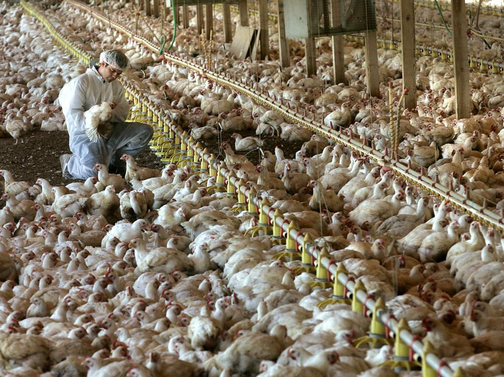 Petaluma Poultry General Manager Mike Leventini stands among organic chickens beating the mid-day heat in their Sonoma barn. (JOHN BURGESS/ PD FILE, 2005)