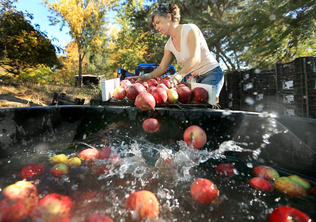 Ellen Cavalli of Tilted Shed Ciderworks sorts and washes apples, picked locally, that will be ground up and squeezed for apple cider near Forestville in 2013. (KENT PORTER/ PD FILE)