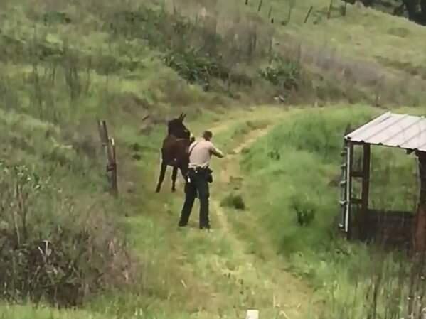 An aggressive donkey loose on Highway 101 in Hopland was shot and killed by Mendocino County Animal Control officers at the request of the animal's owner on Wednesday, April 11, 2018. (SCREEN GRAB FROM READER VIDEO)
