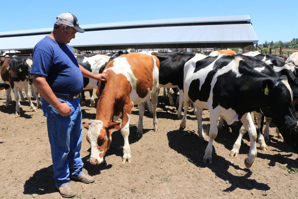 Jim Riebli, a Clover milk supplier, with his dairy cows west of Petaluma.