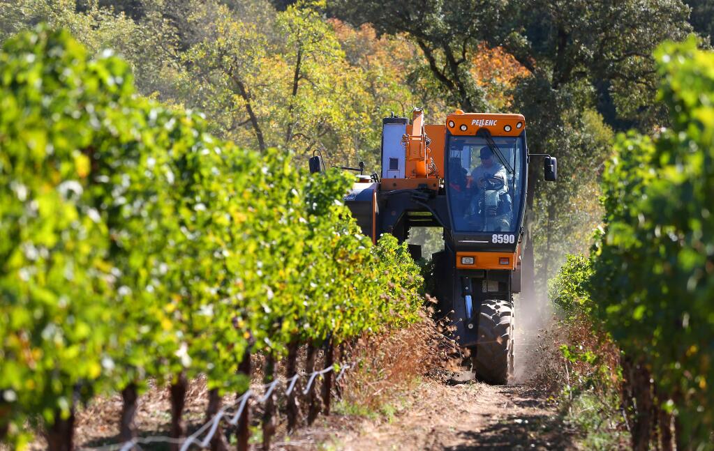 Juan Mesa drives a grape harvester along rows of cabernet sauvignon vines for Constellation Brands, in a vineyard along Chalk Hill Road, east of Healdsburg, on Monday, Oct. 13, 2014. (CHRISTOPHER CHUNG/ PD)