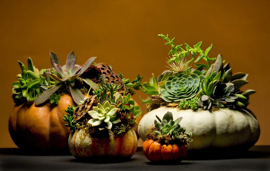 Pumpkins decorated with succulents make great centerpieces during the Halloween holiday. The Windsor Garden will sell the pumpkins at their annual sale and donate the proceeds to fire victims. (photo by John Burgess/The Press Democrat)