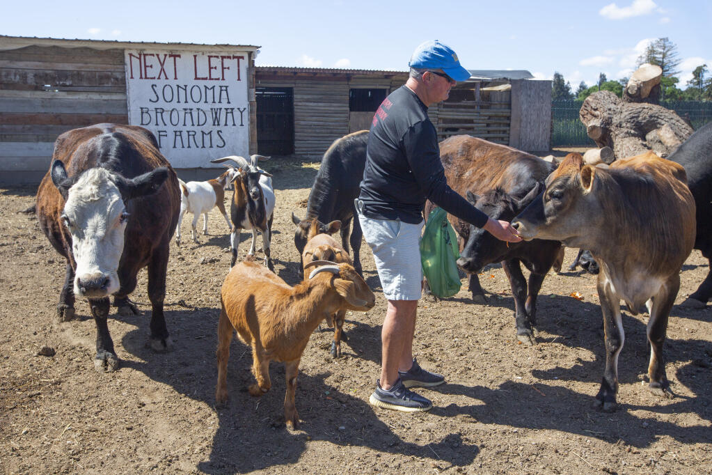 Preston Raisin hands out snacks to cows and goats that are kept as pets at Broadway Sonoma Farms on Monday, April 26, 2021. (Photo by Robbi Pengelly/Index-Tribune)