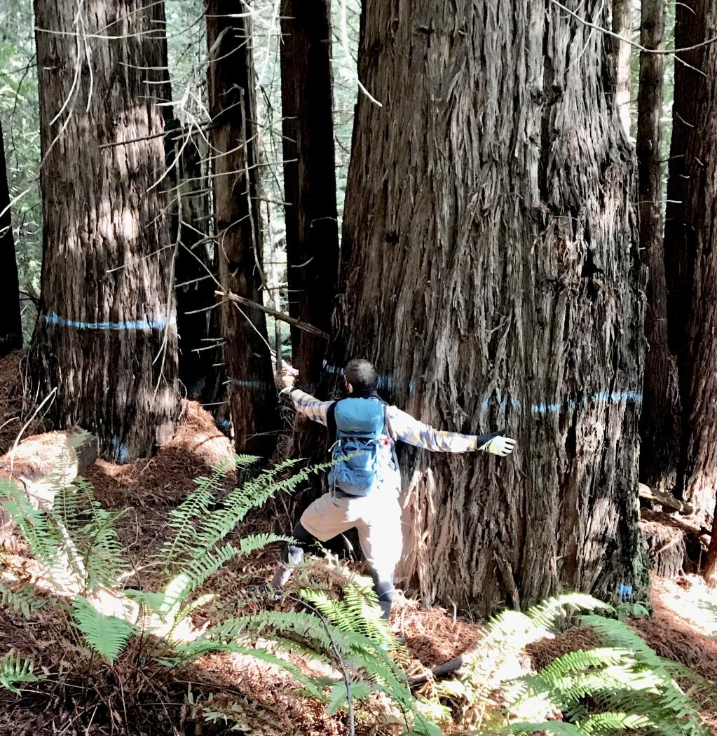 A 77-inch diameter redwood marked to cut in an already approved timber harvest plan about 75 feet from  a popular trail near Caspar. (Mendocino Trail Stewards)