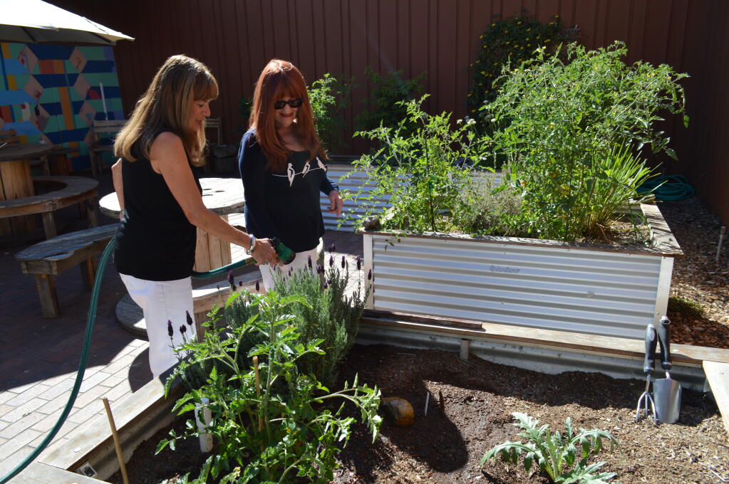Kathy O’Connor and Andie McHatton, walking buddies and neighbors to Sonoma State University, water a tomato plant they grew in the student “hangout area” inside of Sonoma State University’s art building on Wednesday, Sept. 28, 2022. (Kylie Lawrence/The Press Democrat)