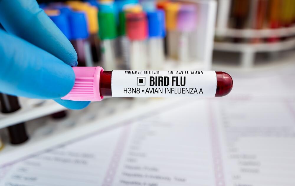 Avian influenza, also known as bird flu, is a disease caused by Type A influenza viruses commonly found in bird populations.  (angellodeco / Shutterstock)