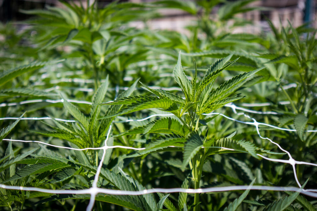 Cannabis grows in a garden. Stock photo.