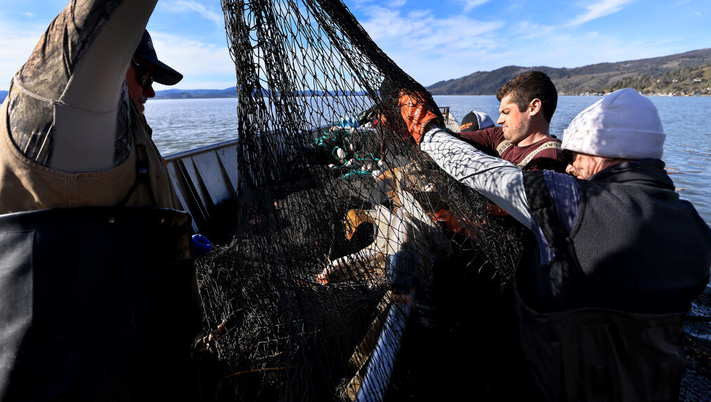 From left, Tim Adams, Brady Fiedler and Jordan Wein, of Minneapolis-based WSB, a company that specializes in carp removal, hoist carp out of Clear Lake, Monday, Feb. 6, 2023, near Lucerne. (Kent Porter / The Press Democrat)