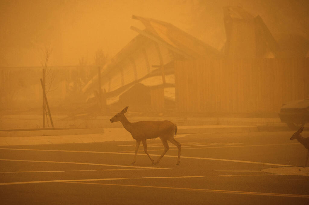 Deer pass a Greenville building destroyed by the Dixie fire, on Saturday, Aug. 7, 2021, in Plumas County, Calif. (AP Photo/Noah Berger)