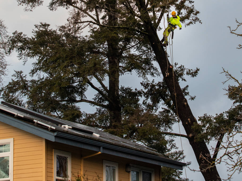 An arborist hoisted by a large crane wraps a large safety strap around the trunk of a large tree toppled but caught leaning on another tree in heavy overnight winds near Montgomery Village in Santa Rosa Thursday January 5, 2023. Arborist will remove the tree tomorrow after leaving the supporting crane overnight.    (John Burgess/The Press Democrat)