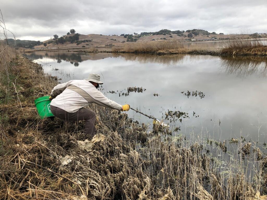 John Shribbs, president of the Petaluma Wetlands Alliance, picks up a piece of plastic from the pond at Shollenberger Park on Friday, Nov. 13. The dredging of the Petaluma River deposited a lot of trash at the park. MATT BROWN/ARGUS-COURIER STAFF