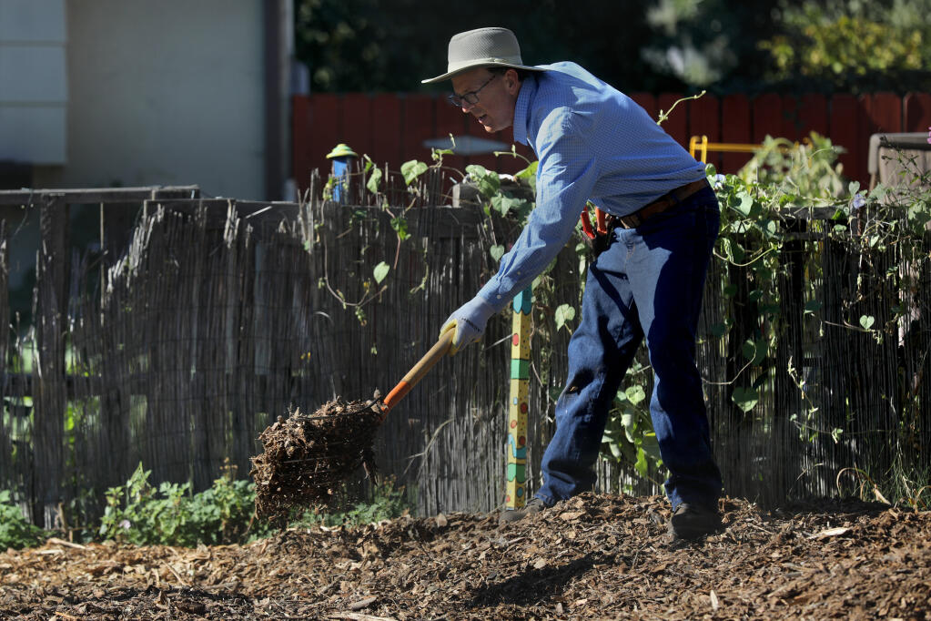 Arborist Curtis Short spreads mulch around the base of a pineapple guava tree after planting it in a neighbor's yard in Santa Rosa in October 2020. Mulching has many benefits, from retaining soil moisture to making gardening easier. (BETH SCHLANKER/ The Press Democrat)
