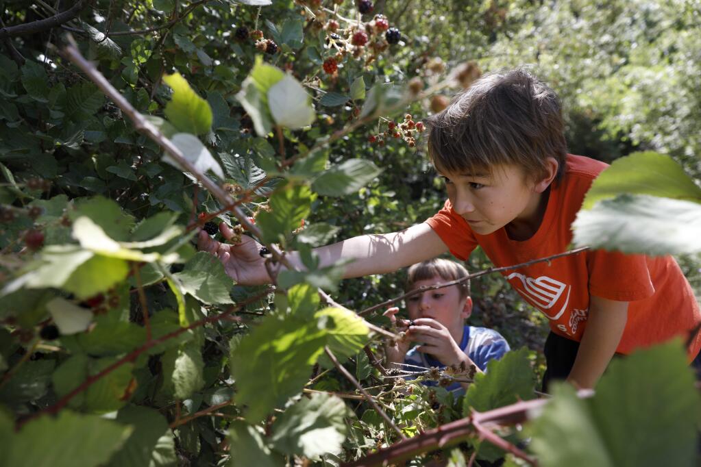 Henry Jackson, 8, and his brother, Isaac, 5, look for blackberries to pick after their family decided not to kayak in Lake Wilson due to the blue-green algae. Photo taken at Riverfront Park in Healdsburg on Monday, July 23, 2018. (Beth Schlanker/ The Press Democrat)