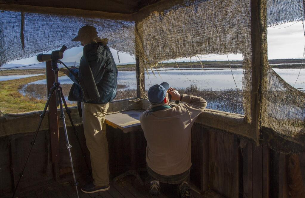Veteran birders Darren Peterie (left) and Tom Rusert use binoculars and a scope to identify and count birds at the Viansa wetlands.The 12th Annual SonomaValley Audubon Christmas Bird Count took place from dawn to dusk on Friday, December 30. (Photo by Robbi Pengelly/Index-Tribune)