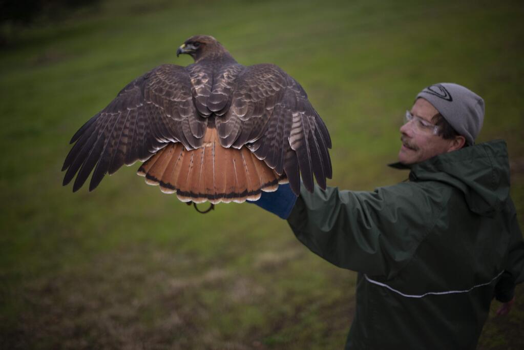 Raptor handler Adolfo Ospina with a 9-year-old red-tailed hawk named Poppy during The Bird Rescue Center's monthly open house held Saturday in Santa Rosa, California. January 5, 2019.(Photo: Erik Castro/for The Press Democrat)