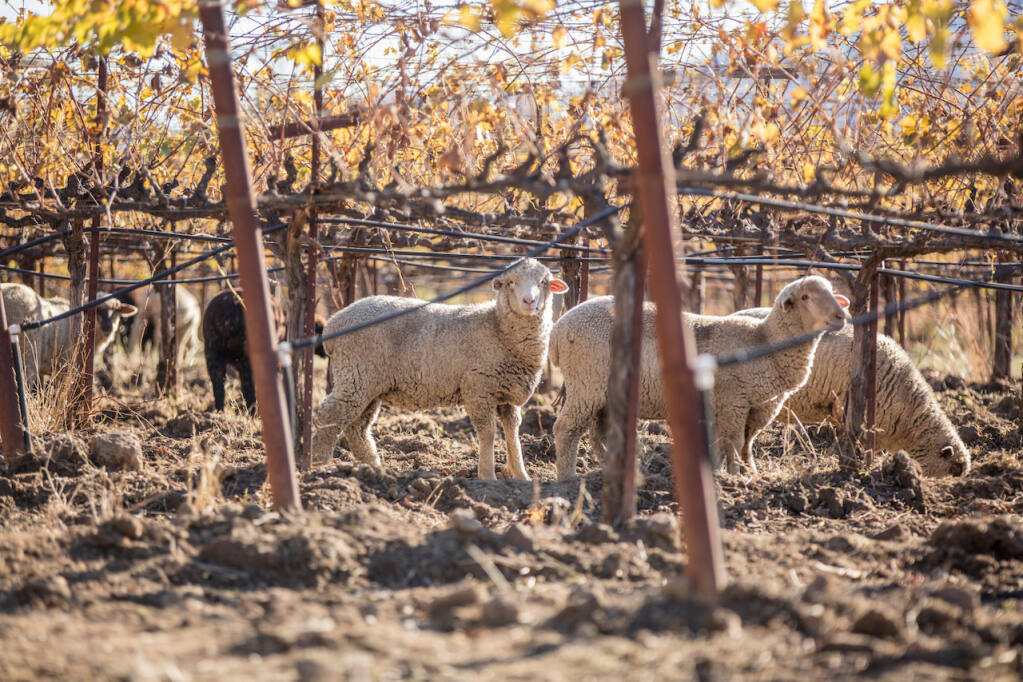 In the vineyards of Bonterra Organic Vineyards, sheep graze as an eco-friendly method of keeping weeds at bay. The Mendocino brand was the first organically farmed wine to obtain its Climate Neutral certification for its 2020 footprint. The certification signifies the brand is carbon neutral. (Bonterra, Sara Sanger)