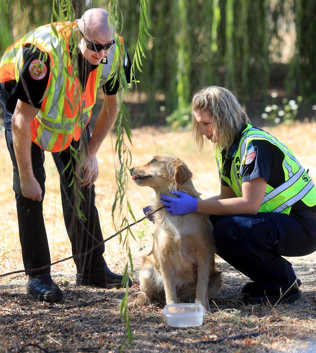 American Medical Response supervisors Galand Chapman, left and Jill Vincent care for a for golden retriever that was injured in vehicle accident on the onramp to south Highway 101 at River Road in which one person sustained life threatening injuries, Wednesday Sept. 27, 2017 in Santa Rosa. The dog was taken by Sonoma County Animal Services for care. (Kent Porter / The Press Democrat)