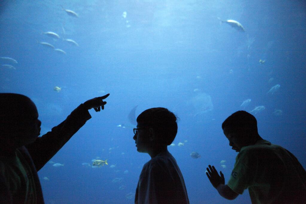 FILE - In this June 20, 2013 file photo, children take a closer look at an exhibit at the Georgia Aquarium in Atlanta. The Georgia Aquarium has announced it's adding a new shark exhibit featuring a viewing gallery to give visitors a close-up view of the animals. It's set to open in 2020, and the aquarium says it wants to showcase the important role sharks serve in oceans. The aquarium made the announcement Tuesday, March 20, 2018. (AP Photo/Jaime Henry-White, File)