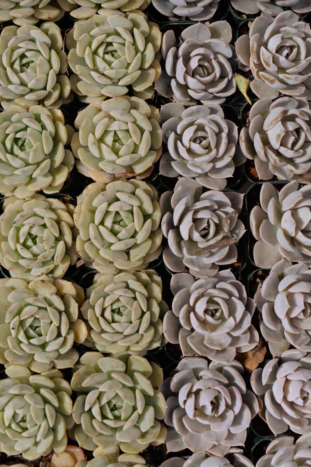 Echeveria succulent plants in the greenhouse at the Sunset Test Gardens at Cornerstone Sonoma on Arnold Drive in Sonoma. May 2, 2016. (Photo: Erik Castro/for The Press Democrat)