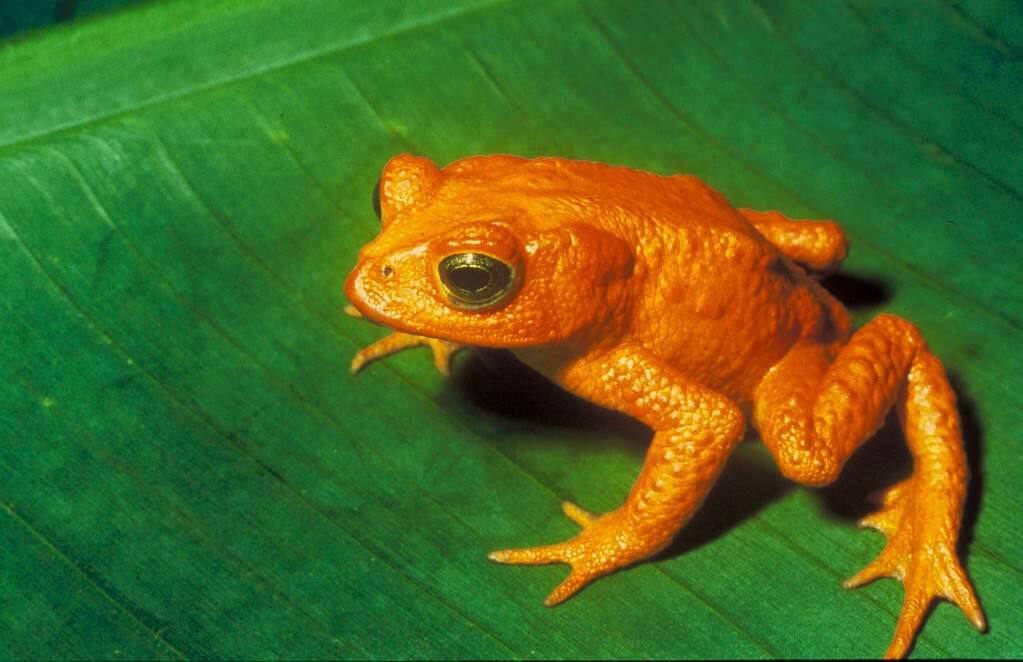 The golden toad once numbered more than 1,500, but the species died off entirely within two years of a bitter El Nino.
