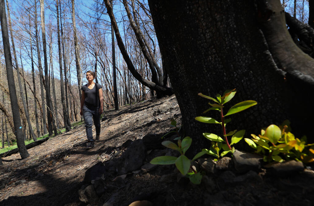 Monan's Rill Community resident Thea Carlson walks along a trail, where new madrone chutes grow from a burned madrone tree, near Santa Rosa on Thursday, April 29, 2021.  Carlson will be among community members leading hikes during the Bio Blitz event, where volunteers will be identifying wildlife, flowers, insects, and amphibians on the property.  (Christopher Chung/ The Press Democrat)