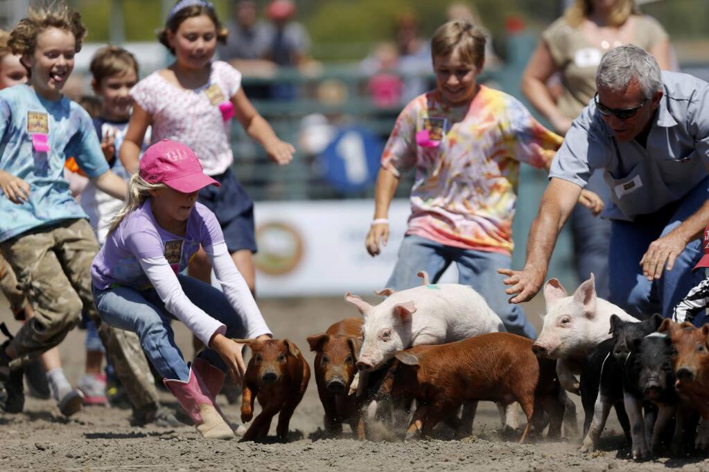Children try to get their hands on a piglet during the Pig Scramble as part of Farmer's Day at the Sonoma County Fair on Sunday, July 28, 2013 in Santa Rosa, California. (BETH SCHLANKER/ The Press Democrat)