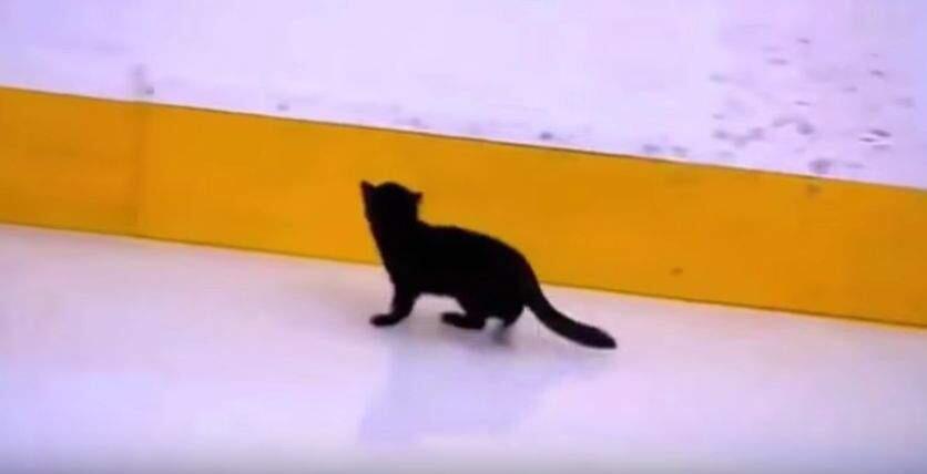 An image taken from video of a cat that wandered onto the ice before the San Jose Sharks' playoff game Friday, April 29, 2016.