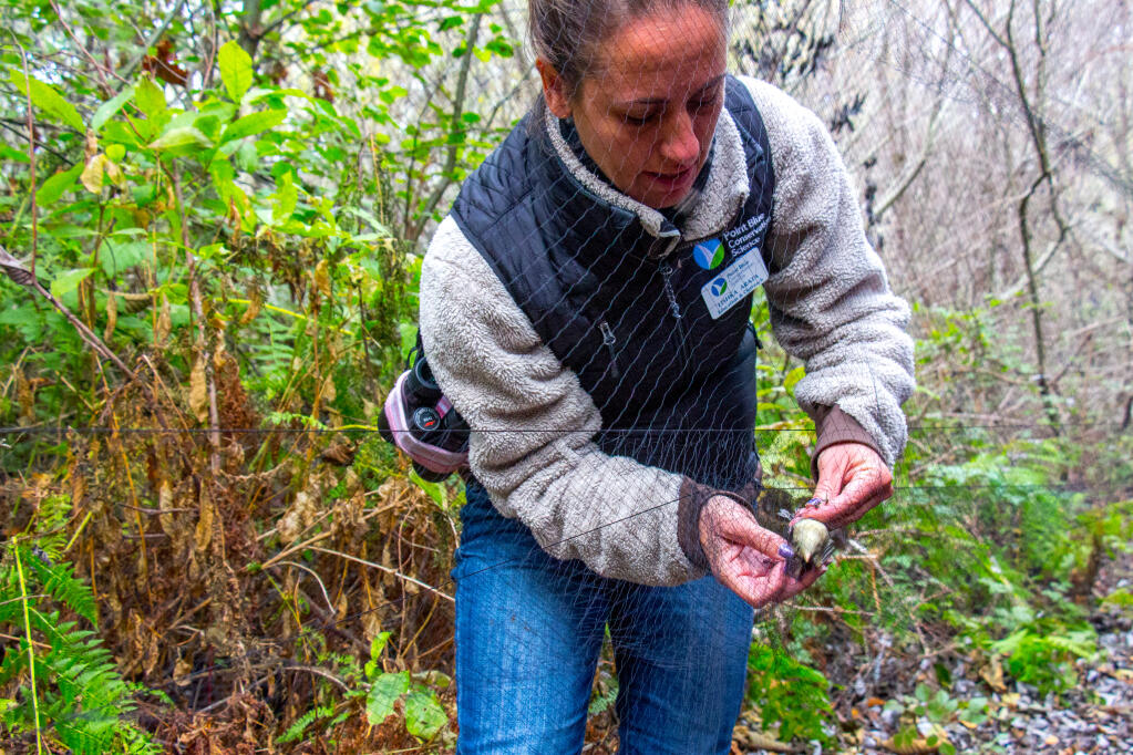 Point Blue scientist Lishka Arata extracts a flycatcher for further study. It’s one of dozens of bird species the nonprofit has monitored since its founding in 1965.  (COURTESY OF POINT BLUE CONSERVATION SCIENCE)