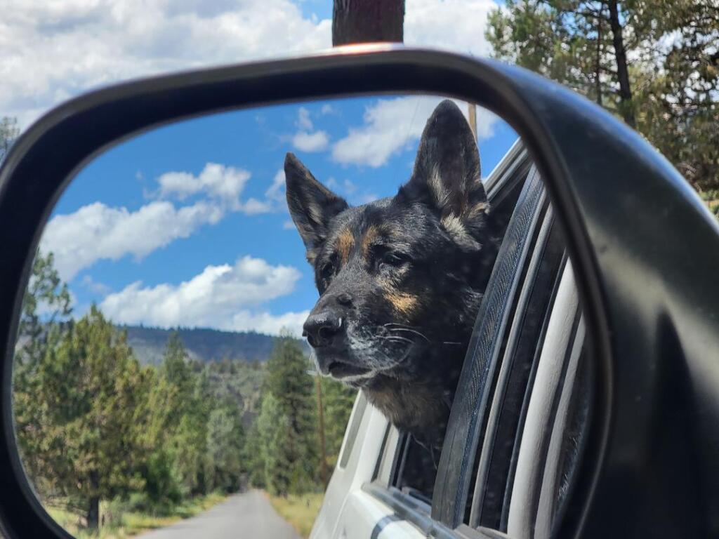 Thunder the Wonder Dog "cow spotting" in Shasta County. (Sheryl Armstrong)