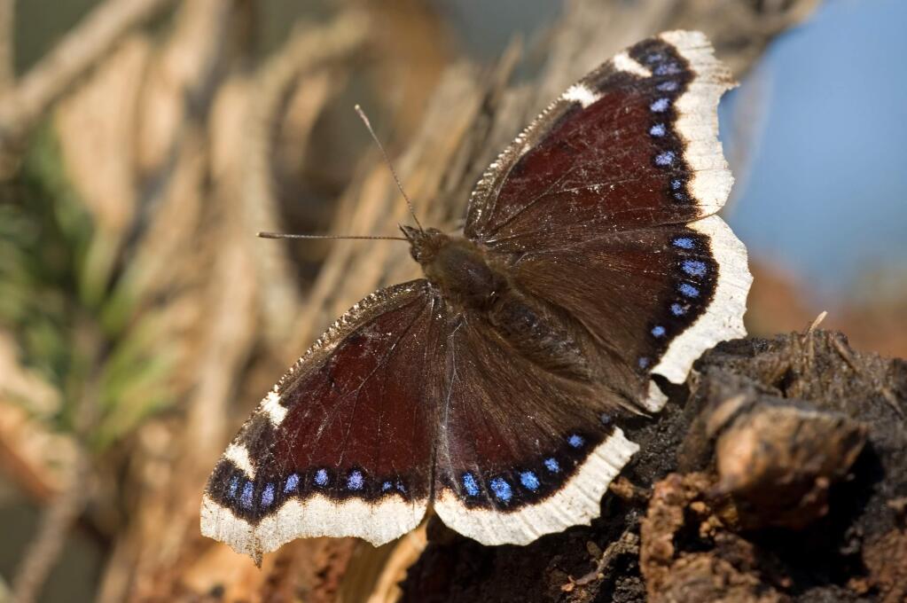 In the North Bay, the Mourning Cloak are active only until early summer to midsummer, when they enter a hibernation phase.