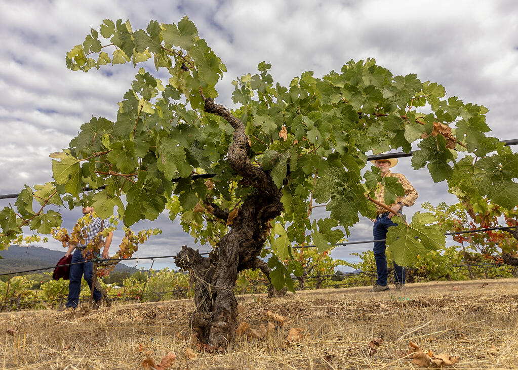 Petite syrah vines planted in 1888 in the 152-acre “field blend” Bedrock Vineyard in Sonoma Valley. (John Burgess/The Press Democrat)