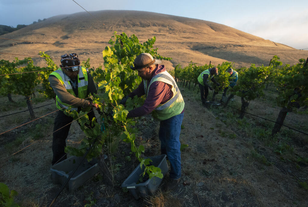The Valley’s grape harvest has begun. Vineyard workers at the Gloria Ferrer Caves and Vineyards on Arnold Drive work speedily to bring in the the crop of pinot noir on Wednesday, August 10, 2022.These grapes will be crushed to make sparkling wine. (Robbi Pengelly/Index-Tribune)