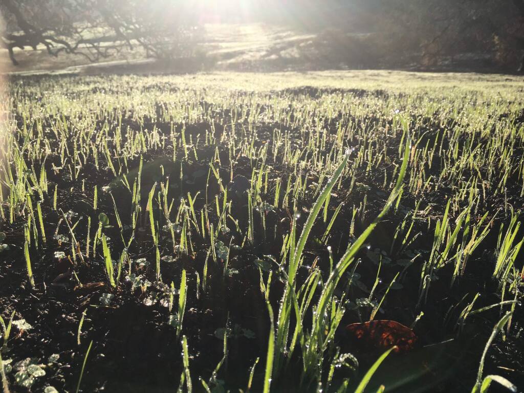 Grass is already sprouting on the hillsides at Sonoma Valley Regional Park, where a complex system of roots, seeds and fungi are at work rebuilding the landscape after fire. (Photos courtesy of Sonoma County Regional Parks)