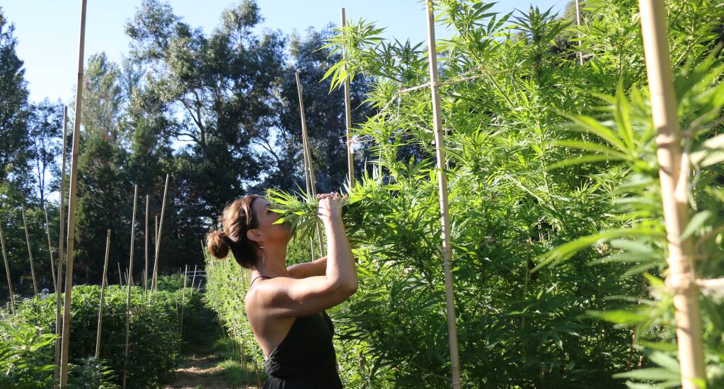 Alicia Rose, who runs HerbaBuena, understands Napa County’s dilemma of balancing cannabis with wine. Photo courtesy of HerbaBuena