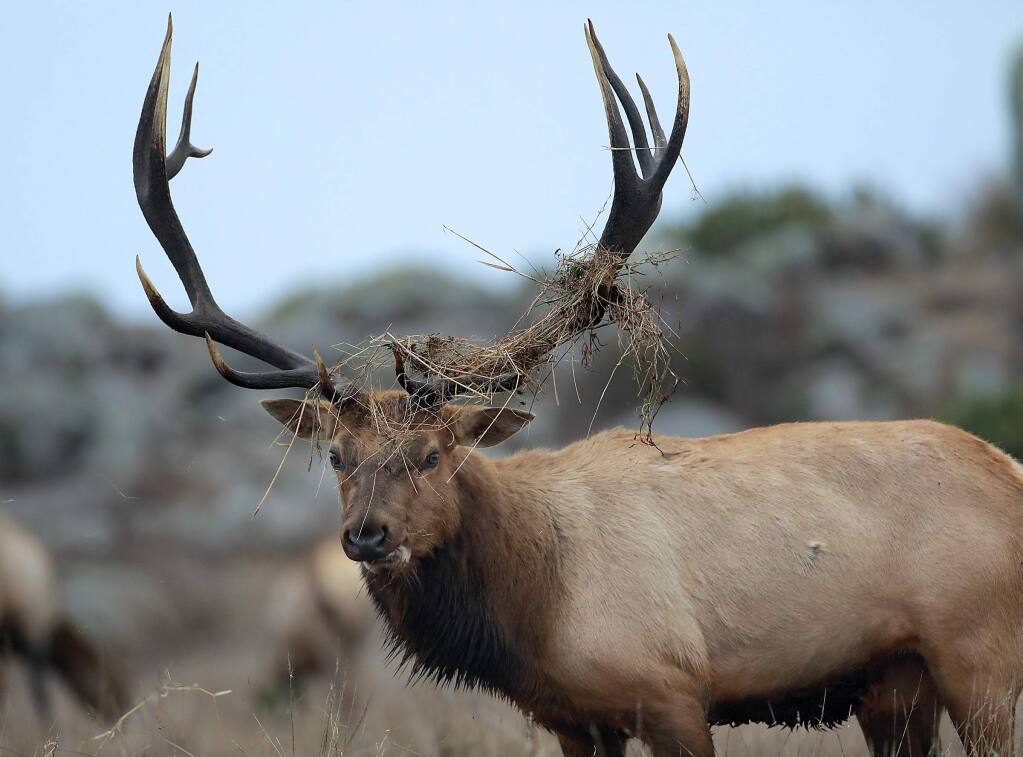 Male tule elk rub the ground, shrubs and grasses with their antlers to attract cows and intimidate other bulls during the rutting season on Tomales Point in the Point Reyes National Seashore. (John Burgess/The Press Democrat, 2017)