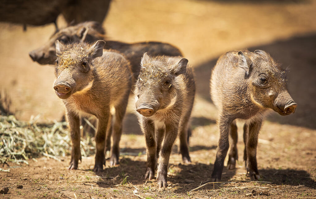 Four tiny, 2-week-old warthog piglets, three boys and one girl, stick close to their mother, Njeri, on Monday, May 3, 2022, at Safari West outside Santa Rosa. (John Burgess / The Press Democrat)
