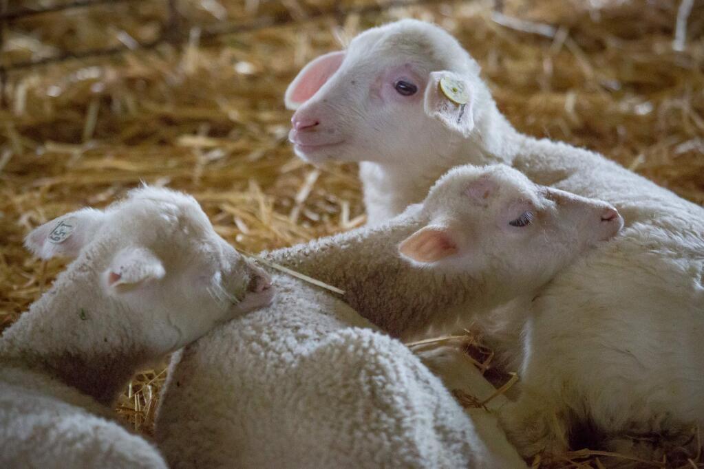 Lambs snuggle at Bellwether Farms in Petaluma, Calif. Sunday, March 19, 2017. (Jeremy Portje / For The Press Democrat)