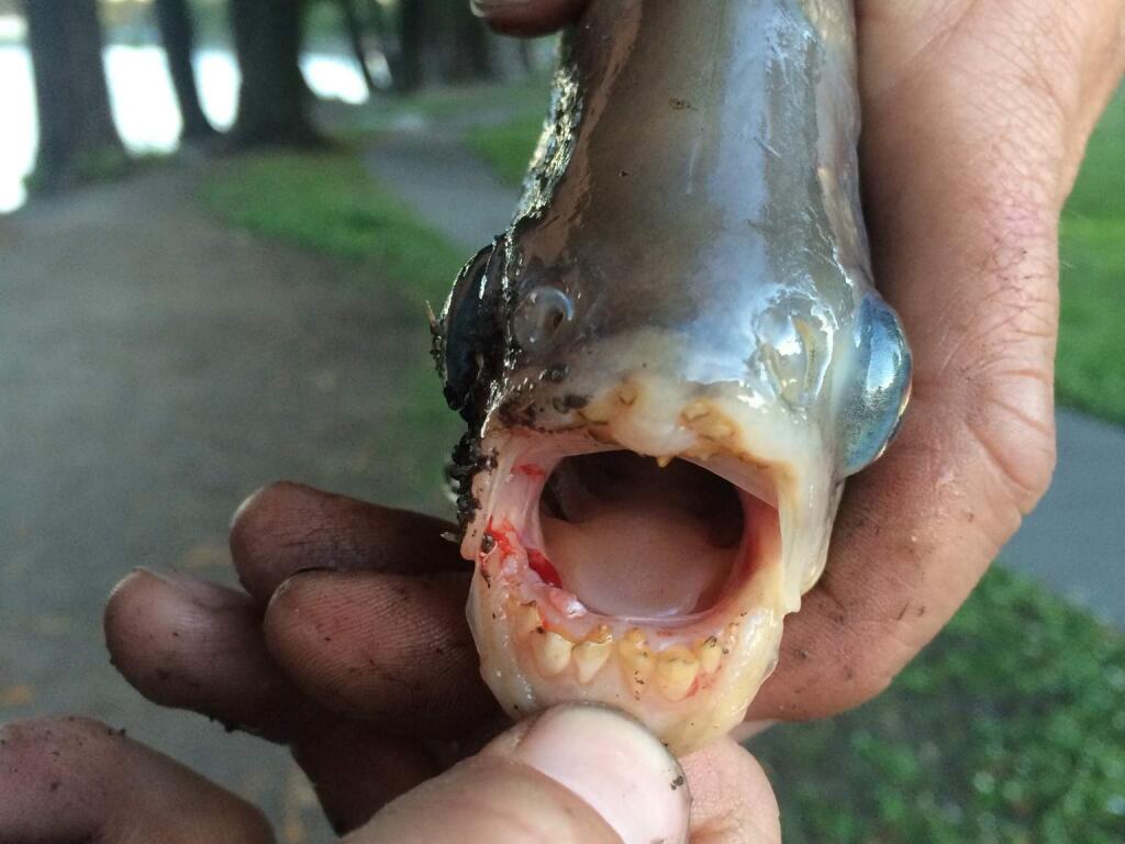 Geoffrey Arend said he caught this fish Aug. 14 at Lake Roberts in Rohnert Park. California Department of Fish and Wildlife officials confirmed the fish is a pacu, relative of the carnivorous piranha. (Photo courtesy of Geoffrey Arend)